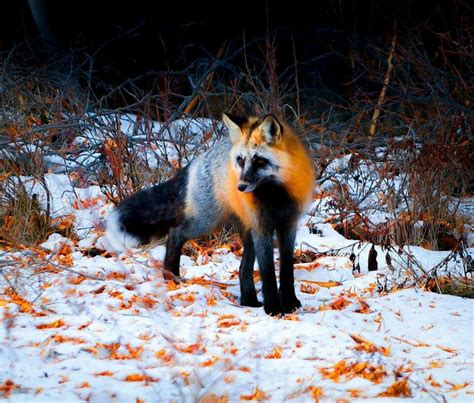 Cross Fox Spotted At Maligne Lake Jasper National Park Canada Photo