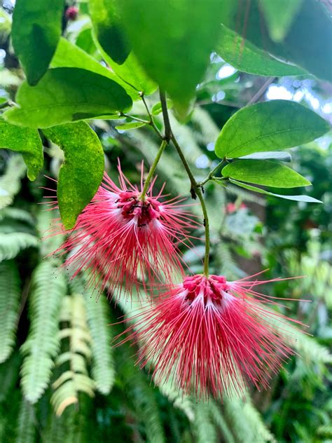 De hortus is grotendeels een buitenlocatie, genoeg ruimte dus om veilig te genieten van uw bezoek. Botanischer Garten Amsterdam - Hortus Botanicus