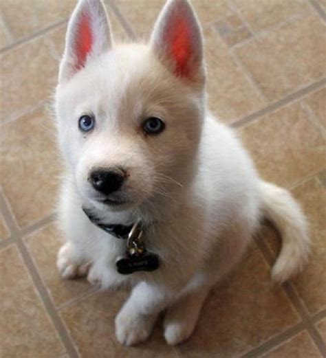 Siberian Husky Wolf Mix Puppies Zoe Fans Blog Cute Baby Animals
