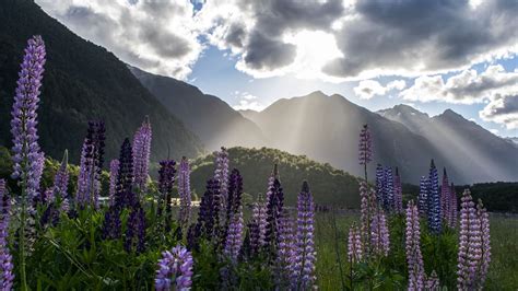 Lupine Flowers Mountains Landscape Nature Picture Photo Desktop