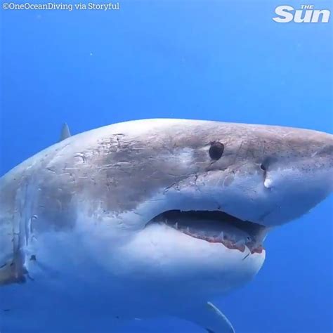 the sun on twitter brave divers swim with a giant 20 foot long great white shark