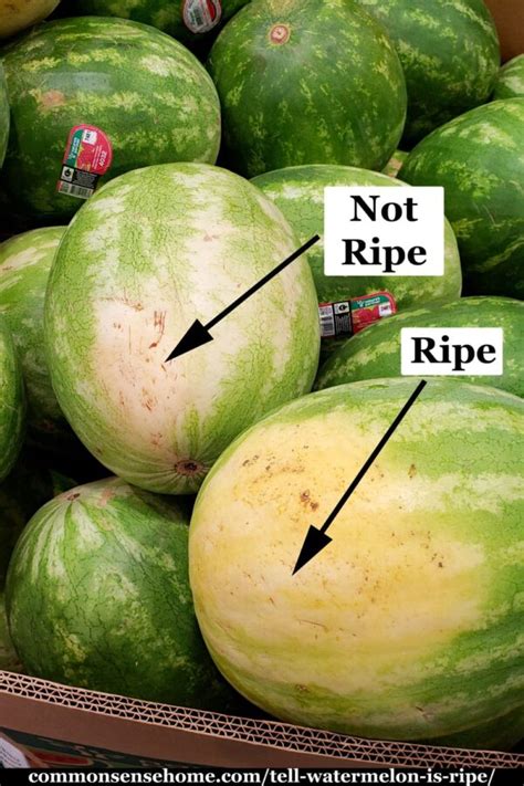 How To Tell If A Watermelon Is Ripe And Ready To Pick