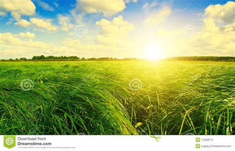 Green Grass Field And Forest Under Sunset Sun Stock Photo Image Of