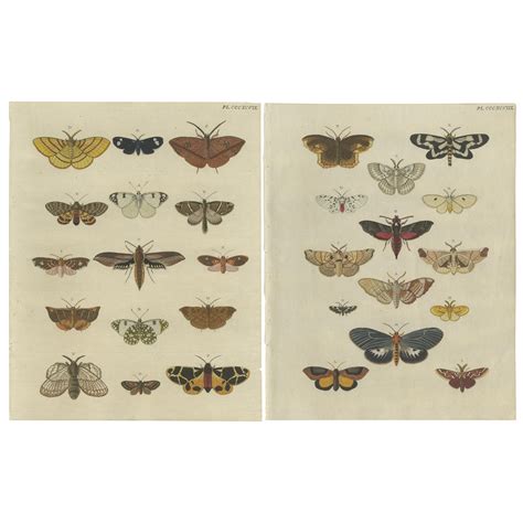 Set Of 2 Antique Butterfly Prints In Original Handcoloring 1779 For