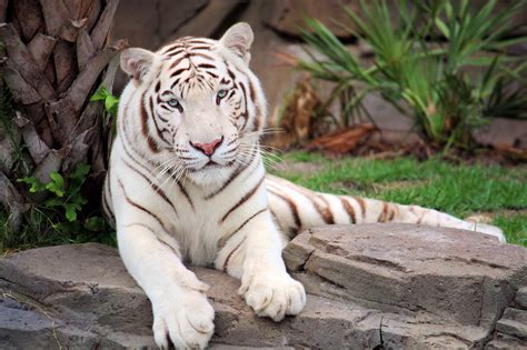 Белый Тигр Фото Telegraph