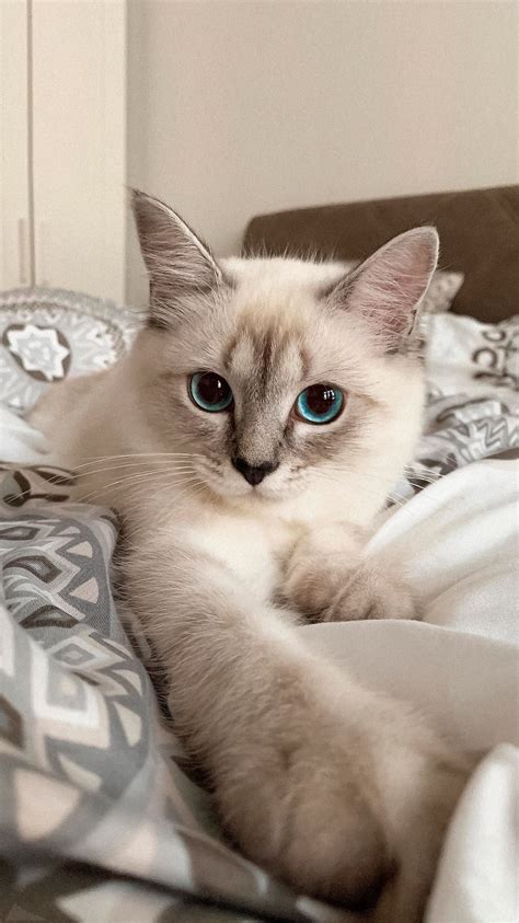 A Cat With Blue Eyes Laying On A Bed