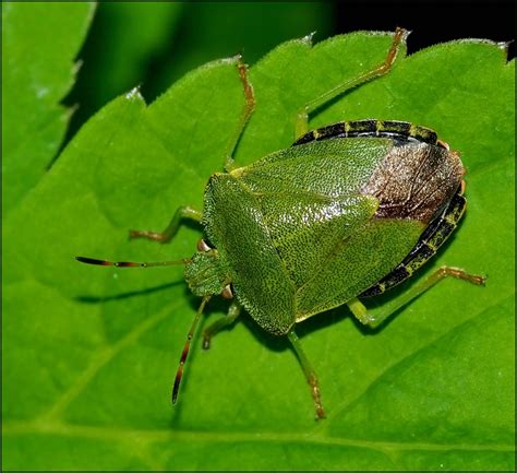 Item level 87 binds when equipped. Green Shield Bug. by Badgerfred | ePHOTOzine