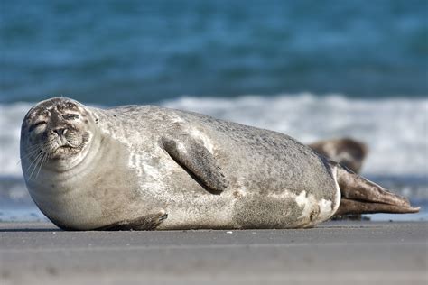 Foraging Differences Between Male And Female Harbor Seals Present Challenges For Fisheries