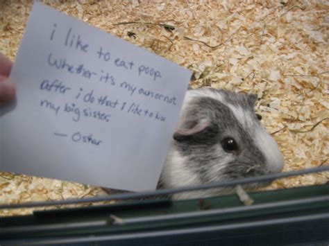 Guinea Pig Shaming I Like To Eat Poop Whether Its My Own Or Not