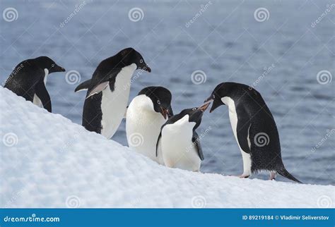 Adelie Penguin Jump Stock Photo Image Of Antarctica 89219184
