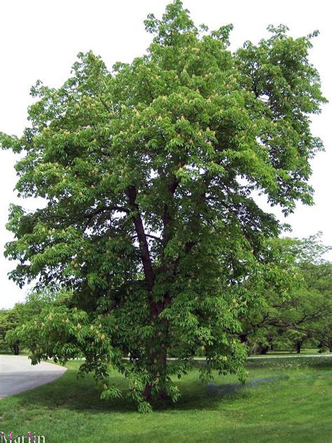 Leaf blotch, in which leaves develop discolored spots that. Yellow Buckeye - Aesculus flava