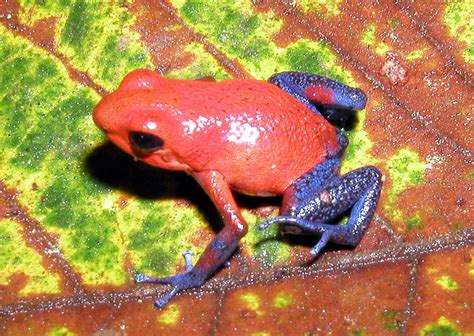 Frogs Psychology Wiki Fandom Powered By Wikia