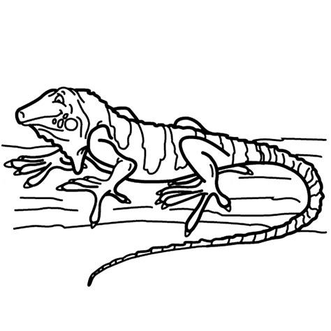 The kids can enjoy iguana coloring page, math worksheets, alphabet worksheets, coloring worksheets and drawing worksheets. Iguana coloring - Animals Town - animals color sheet ...