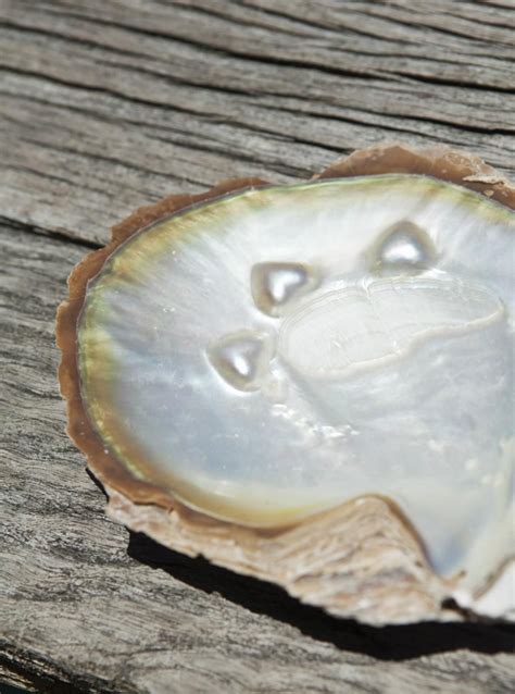 Check out our mother pearl planter selection for the very best in unique or custom, handmade pieces from our shops. What is Mother of Pearl? Facts, History, and Trends
