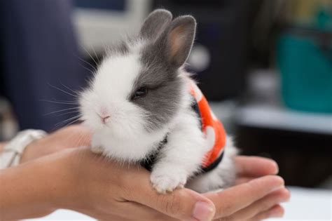 If you live in a small home, don't have very 5. Everything You Need To Know About The Netherland Dwarf ...