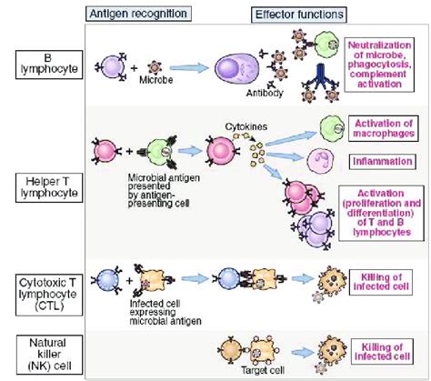 Classes Of Lymphocytes Different Classes Of Lymphocytes Recognize