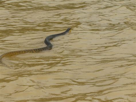 Venomous Snakes Of The Amazon Basin Peru Hidden Expeditions