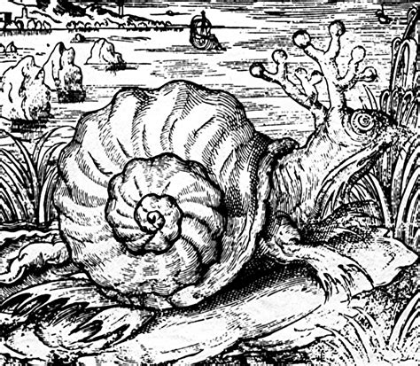 Sarmatian Sea Snail Offbeat Folklore Wiki Fandom