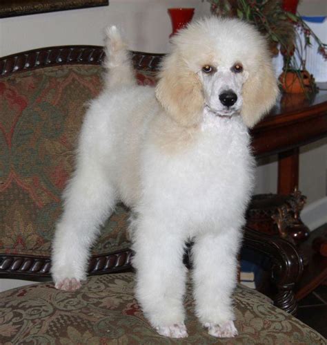 Black/white parti male mini at 8 weeks with my daughter, trisha. Henry - Parti Poodle Puppy - Renowned Poodles
