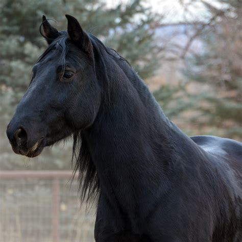 Kentucky Mountain Saddle Horse — Discoverthehorse