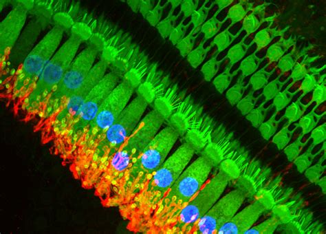 Cochlea And Hair Cells By Dr Sonja Pyott Win Art Microscopic