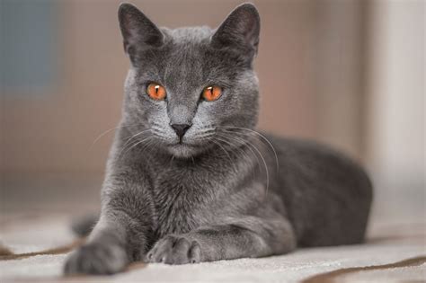 The Angel Of Cuteness Russian Blue Cat Personality Cat Appy