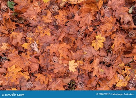 Colorful Background Of Autumn Maple Tree Leaves Background Close Up