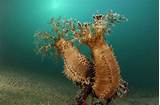 Sea cucumber, a popular chinese delicacy, is sold fresh, dried, and frozen. Facts About Sea Cucumbers