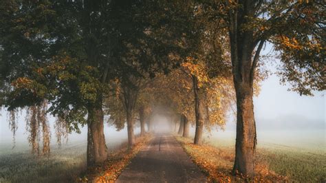 Road Between Trees And Fog During Fall Season 4k 5k Hd Nature