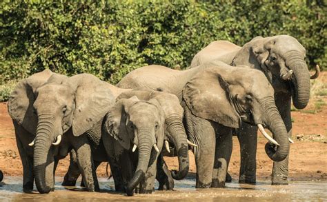 Why You Should Go On A Kruger Park Safari Secret Africa
