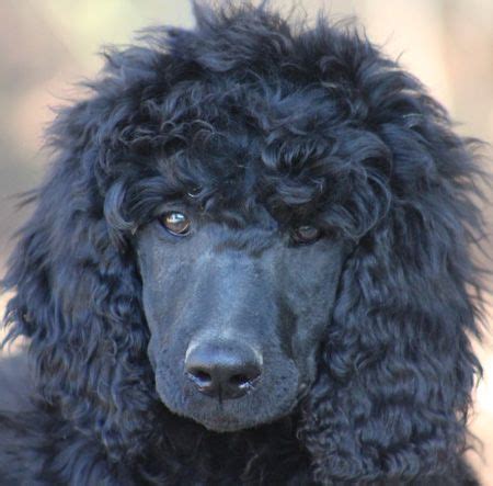 Welcome to our female standard poodle breeder's page. #43 Odyssey's Black - White Polish - Female Standard ...