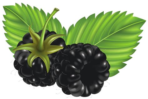 Blackberries Coloring Page