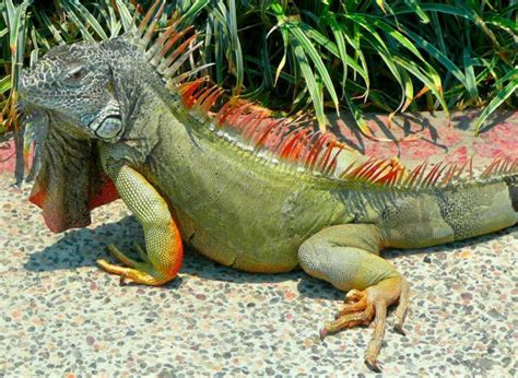 Green Iguana With Vivid Red Popping Out Haustiere Tiere Exotische