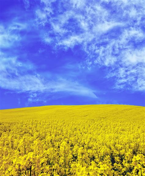 Rapeseed Field Sky Flowers Free Stock Photo Public Domain Pictures