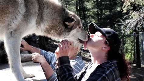 Kissed By Wolves Rocky Mountain Wildlife Foundation Youtube