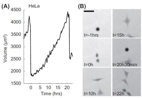 Cell Volume Measurement 4dcell