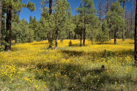 Yellow Wild Flowers Line The Mountain Meadows Stock Photo Image Of