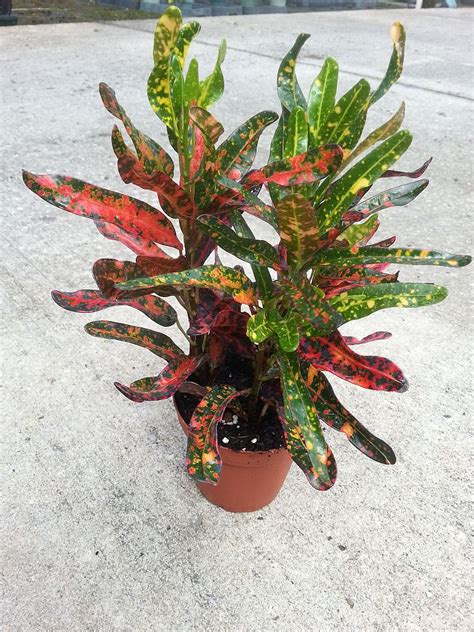 Croton Plant Care And Maintenance Indoor And Outdoor