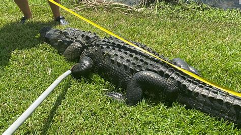 florida alligator attack a woman was attacked by a 10 foot alligator while cutting down trees