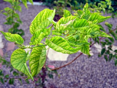 Citrus trees (citrus spp.) require relatively high levels of nitrogen, as well as phosphorus and several micronutrients, in order to thrive. Xtremehorticulture of the Desert: Can I Apply Iron in the ...