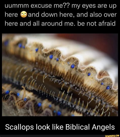 Scallops Memes Best Collection Of Funny Scallops Pictures On Ifunny