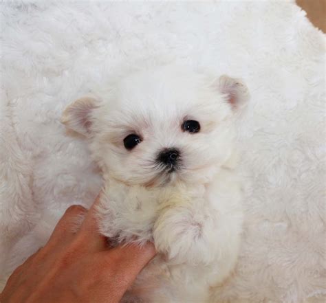 My puppies are from the champion bloodlin. Micro Teacup Maltipoo for sale - Tiny!! | iHeartTeacups