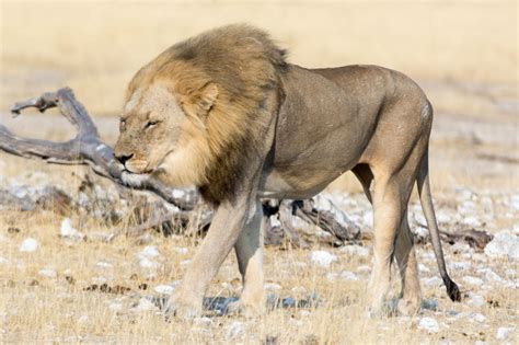 A description of the story arc has not been written. 10 Dumbfounding Examples of Predator-Prey Relationships ...