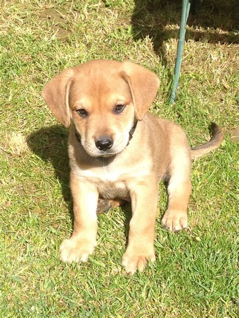 Use our puppy finder at the top of the page to find your perfect puppy from one of the reputable dog breeders in our network and give him or her a forever home! Cute Puppy For Sale | Luton, Bedfordshire | Pets4Homes
