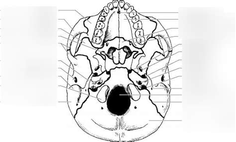 The Inferior View Of The Skull Diagram Quizlet