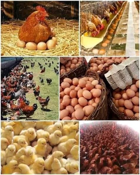Poultry Farming Northern Uganda