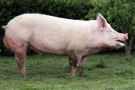 Pig Snout Stock Photos Pictures And Royalty Free Images Istock