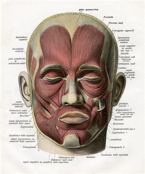 Face Anatomy Muscles Anatomical Charts And Posters