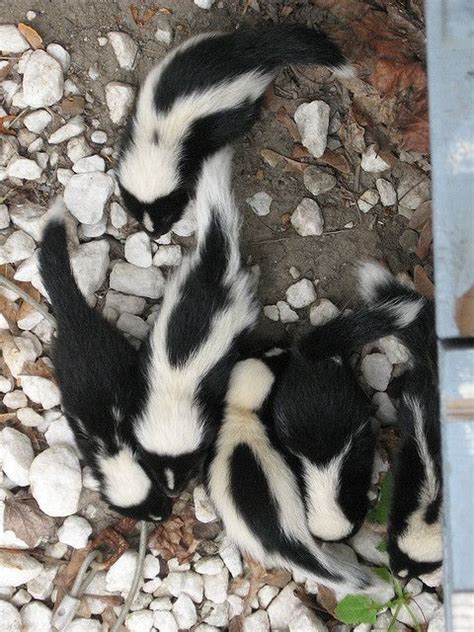 172 best Skunks images on Pinterest