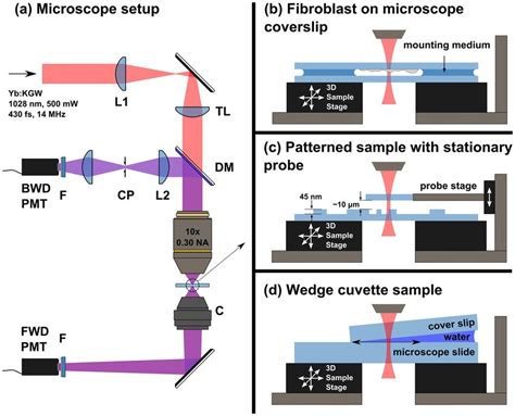 Overview Of The Microscope Setup L1 L2 Lenses Tl Tube Lens Dm